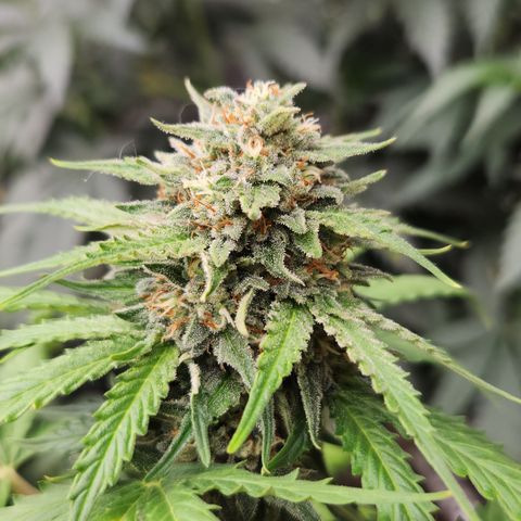  dahkness Purple majix × EC#16 growlog timeline photo
