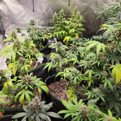  dahkness Purple majix × EC#16 growlog timeline photo