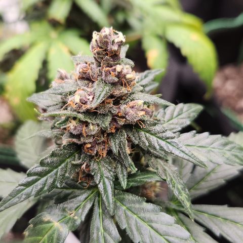  dahkness Purple majix × EC#16 growlog timeline photo