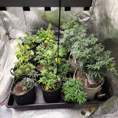  dahkness Purple majix × EC#16 growlog timeline photo