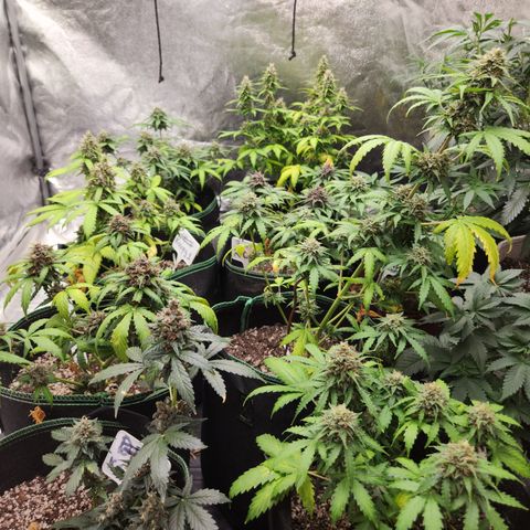  dahkness Purple majix × EC#16 growlog timeline photo