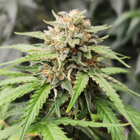  dahkness Purple majix × EC#16 growlog timeline photo