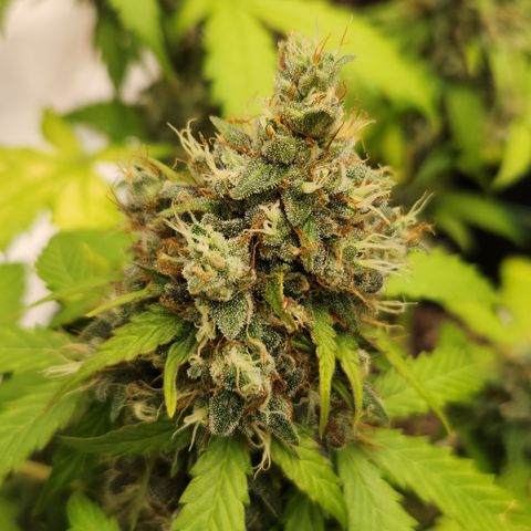  dahkness Purple majix × EC#16 growlog timeline photo