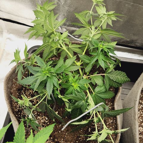  dahkness Purple majix × EC#16 growlog timeline photo