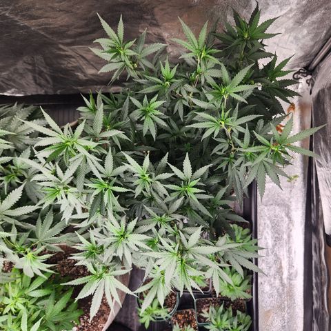  dahkness Purple majix × EC#16 growlog timeline photo