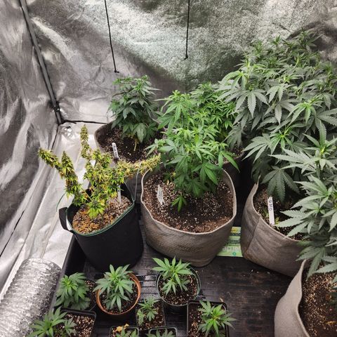  dahkness Purple majix × EC#16 growlog timeline photo