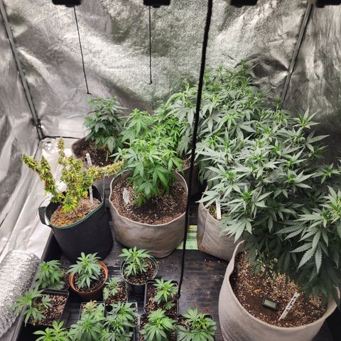  dahkness Purple majix × EC#16 growlog timeline photo