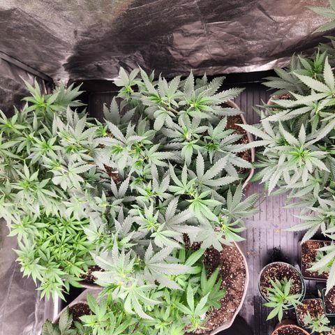  dahkness Purple majix × EC#16 growlog timeline photo