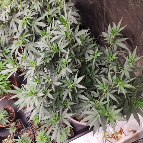  dahkness Purple majix × EC#16 growlog timeline photo