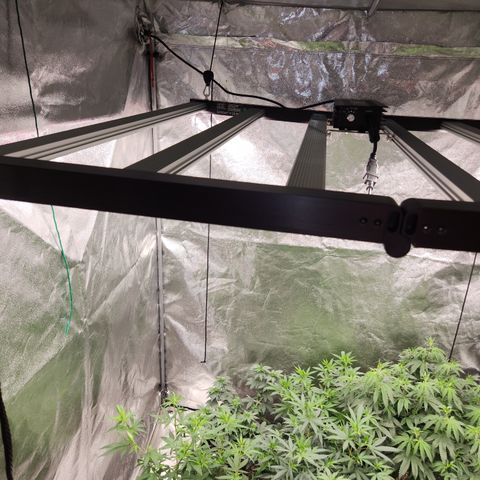  dahkness Purple majix × EC#16 growlog timeline photo