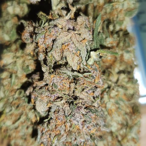  dahkness Purple majix × EC#16 growlog timeline photo