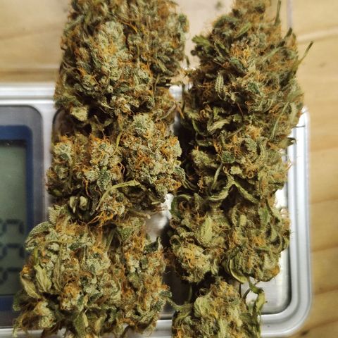  dahkness Purple majix × EC#16 growlog timeline photo