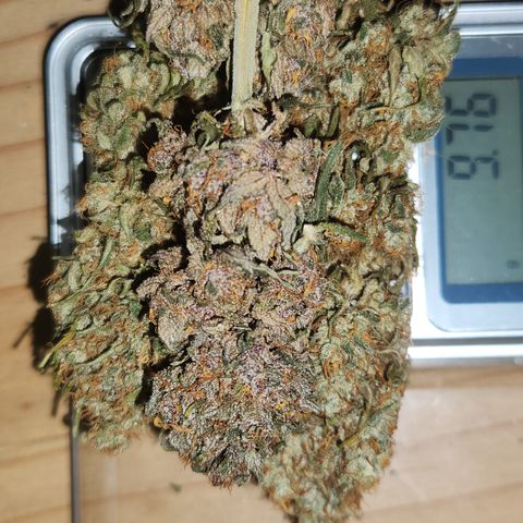  dahkness Purple majix × EC#16 growlog timeline photo