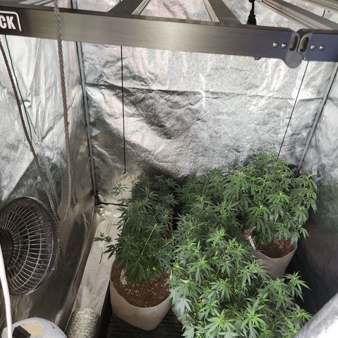  dahkness Purple majix × EC#16 growlog timeline photo