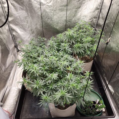  dahkness Purple majix × EC#16 growlog timeline photo