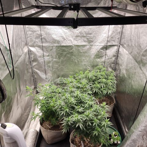  dahkness Purple majix × EC#16 growlog timeline photo