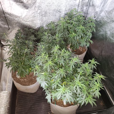  dahkness Purple majix × EC#16 growlog timeline photo