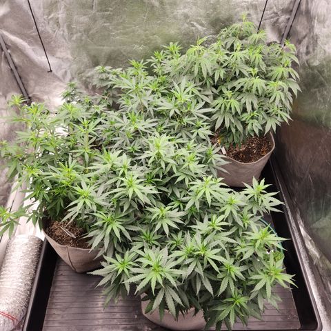  dahkness Purple majix × EC#16 growlog timeline photo