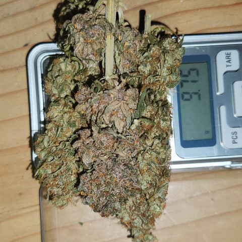  dahkness Purple majix × EC#16 growlog timeline photo