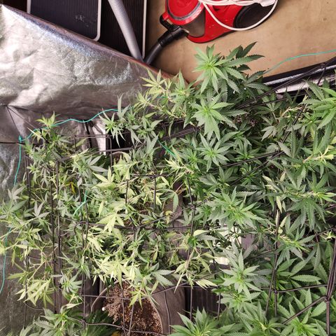  dahkness Purple majix × EC#16 growlog photo: Scrog time