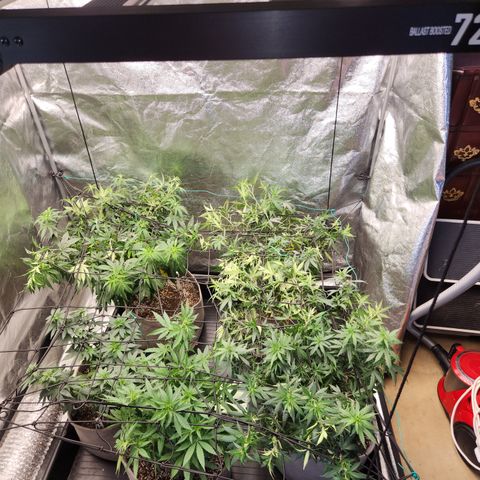  dahkness Purple majix × EC#16 growlog photo: Scrog time