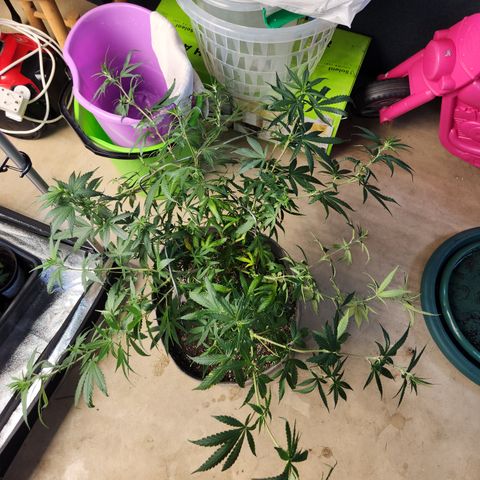  dahkness Purple majix × EC#16 growlog photo: Scrog time