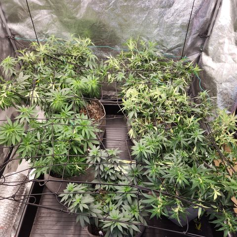  dahkness Purple majix × EC#16 growlog photo: Scrog time