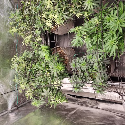  dahkness Purple majix × EC#16 growlog photo: Scrog time