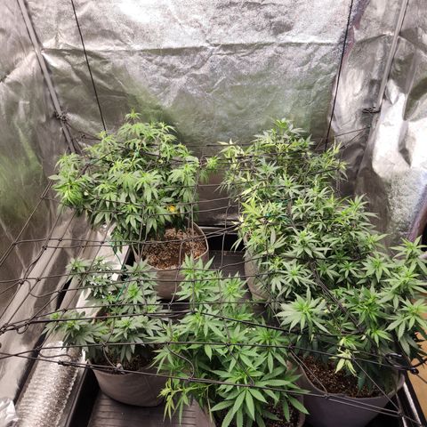 dahkness Purple majix × EC#16 growlog photo: Scrog time