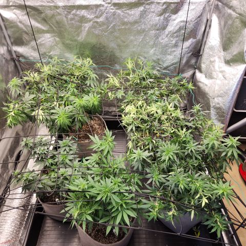  dahkness Purple majix × EC#16 growlog photo: Scrog time