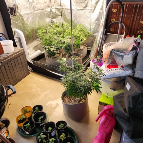  dahkness Purple majix × EC#16 growlog photo: Scrog time