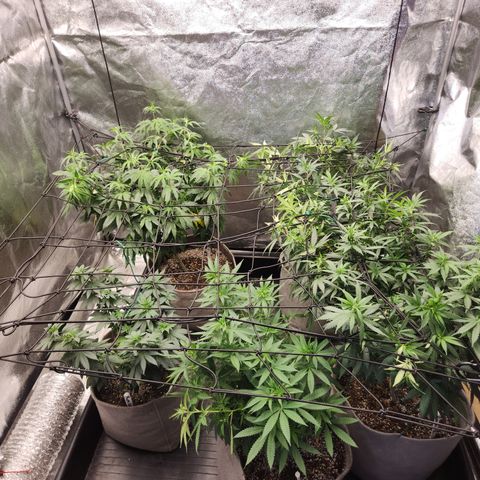  dahkness Purple majix × EC#16 growlog photo: Scrog time