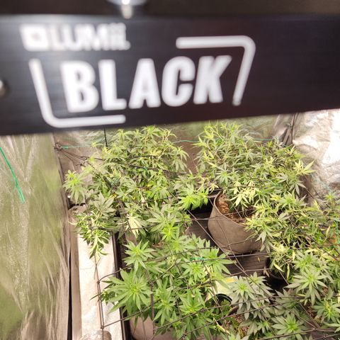  dahkness Purple majix × EC#16 growlog photo: Scrog time