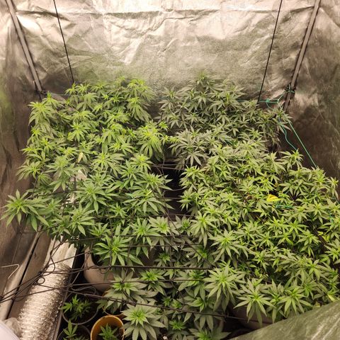  dahkness Purple majix × EC#16 growlog timeline photo