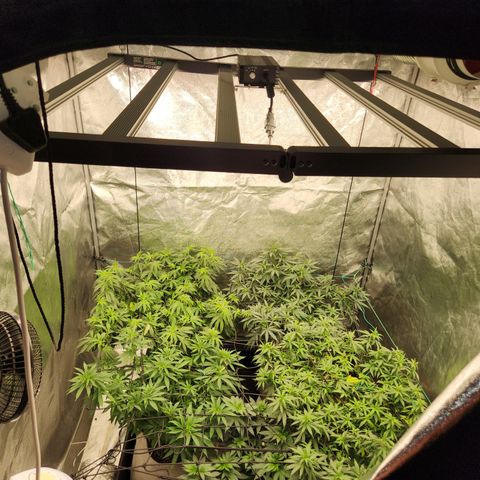  dahkness Purple majix × EC#16 growlog timeline photo