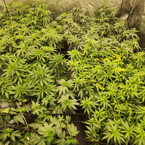  dahkness Purple majix × EC#16 growlog timeline photo