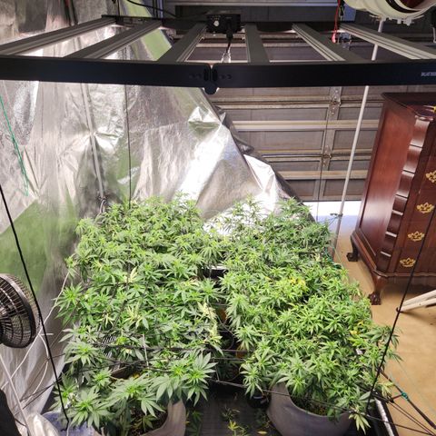  dahkness Purple majix × EC#16 growlog timeline photo