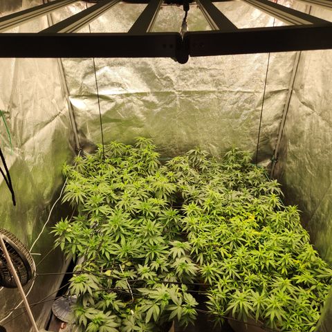 dahkness Purple majix × EC#16 growlog timeline photo