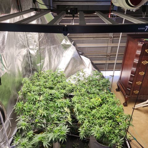  dahkness Purple majix × EC#16 growlog timeline photo