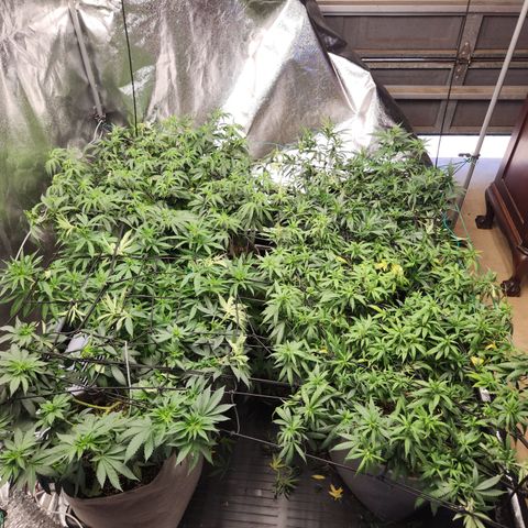  dahkness Purple majix × EC#16 growlog timeline photo