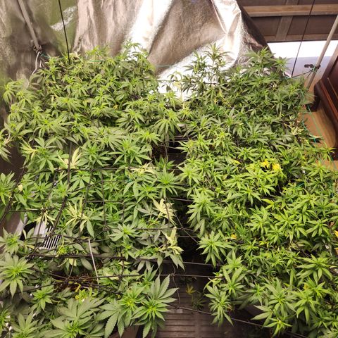  dahkness Purple majix × EC#16 growlog timeline photo
