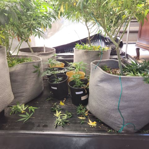  dahkness Purple majix × EC#16 growlog timeline photo