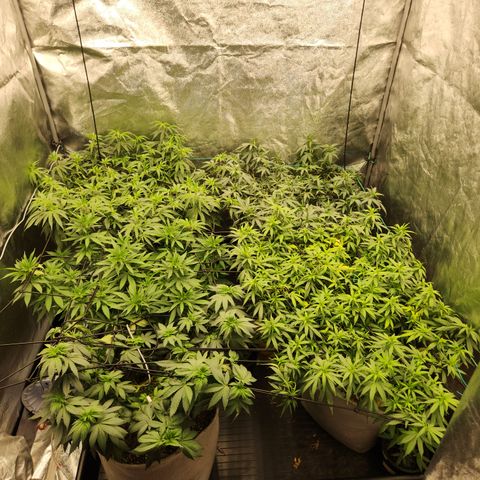  dahkness Purple majix × EC#16 growlog timeline photo