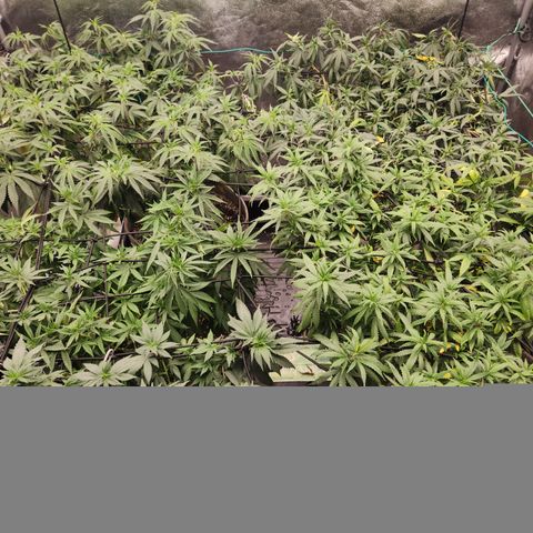  dahkness Purple majix × EC#16 growlog timeline photo