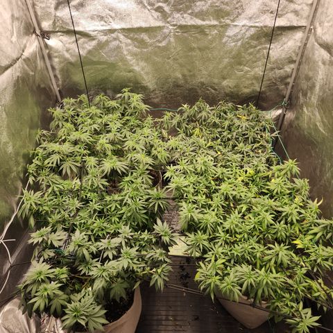  dahkness Purple majix × EC#16 growlog timeline photo