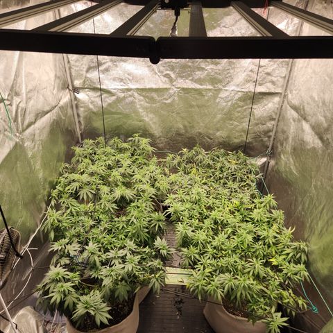  dahkness Purple majix × EC#16 growlog timeline photo