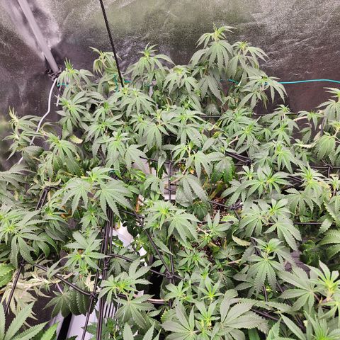  dahkness Purple majix × EC#16 growlog timeline photo