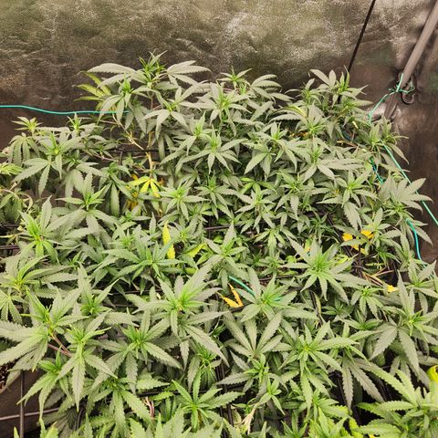  dahkness Purple majix × EC#16 growlog timeline photo