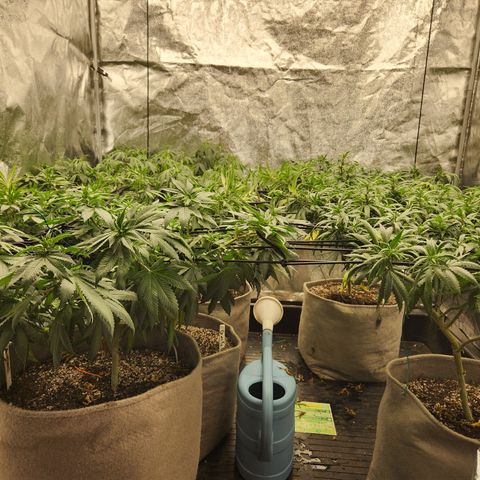  dahkness Purple majix × EC#16 growlog timeline photo