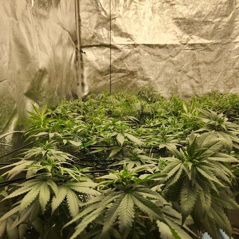  dahkness Purple majix × EC#16 growlog timeline photo